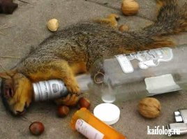 Соня на корпоративе