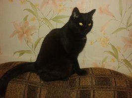 хитрые, смелые, наглые, прирожденные убийцы самой любимой "дворянской" породы)) сын притащил с улицы полгода назад одного из... котят, будущих настоящих котов! теперь он наш, а мы его))