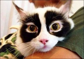 Субботний котопост