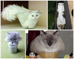 Кошки - это жидкость