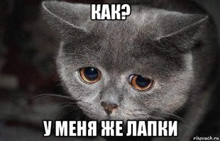 Продавец показывает кошке товар