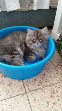 Куда поместился, там и поселился. 22 фото котов, которые смогли