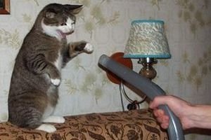 кот и пылесос это вот так