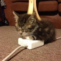 Субботний котопост