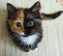 Субботний котопост