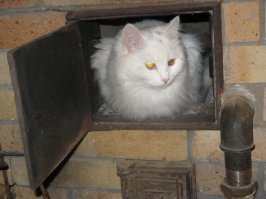 Куда поместился, там и поселился. 22 фото котов, которые смогли