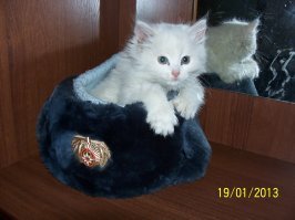 Куда поместился, там и поселился. 22 фото котов, которые смогли