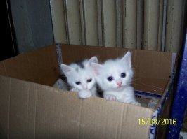 Куда поместился, там и поселился. 22 фото котов, которые смогли