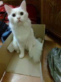 Куда поместился, там и поселился. 22 фото котов, которые смогли