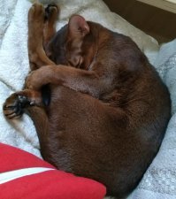 Субботний котопост