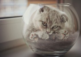 Куда поместился, там и поселился. 22 фото котов, которые смогли