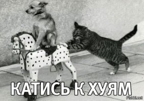 Субботний котопост