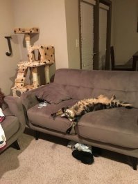 Субботний котопост