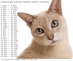 Субботний котопост
