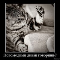 Субботний котопост