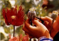 А эти-самые полезные?? Бедная земляничка из списка)))