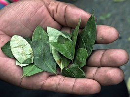 закажи семена коки да посади дома ее ))) Будешь листик отрывать и жевать. Нормально бодрит (только пока жуешь). Много витаминов и минералов в этих листиках, никакого вреда, а эффект тот же. А как выглядит кока все равно ни кто не знает вокруг. "Кокаин" по сути это гидрохлорид кокаина, для извлечения 1 кг гидрохлорида кокаина требуется около тонны листьев коки, бензин и серная кислота.  Ужасная и вредная штука, а листики полезны и бодрят. ))) Сайты в Перу продают семена коки, можно заказать.