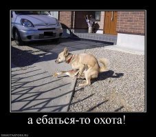 Пёс-миротворец попытался остановить пьяную драку