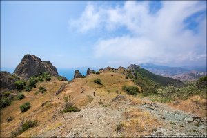 Растут в Крыму.На склонах заповедника Карадаг (возле Коктебеля).
Были мы в начале сентября.Все плоды уже были созревшими.