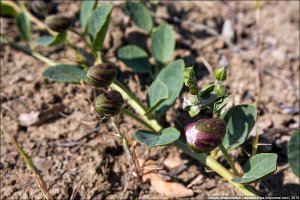 Растут в Крыму.На склонах заповедника Карадаг (возле Коктебеля).
Были мы в начале сентября.Все плоды уже были созревшими.