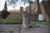 Во, главный в Дербенте