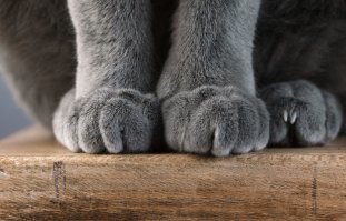 У нас бы нафуй послали....
 а Котику зачет- захотелось погулять!!!((( просто испугался  конечно.