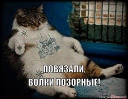 Сотрудники аэропорта неделю ловили удравшего кота