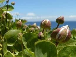 Это если плоды. Но в большинстве своём, едят маринованные нераскрывшиеся бутоны, там семечек точно нет.))