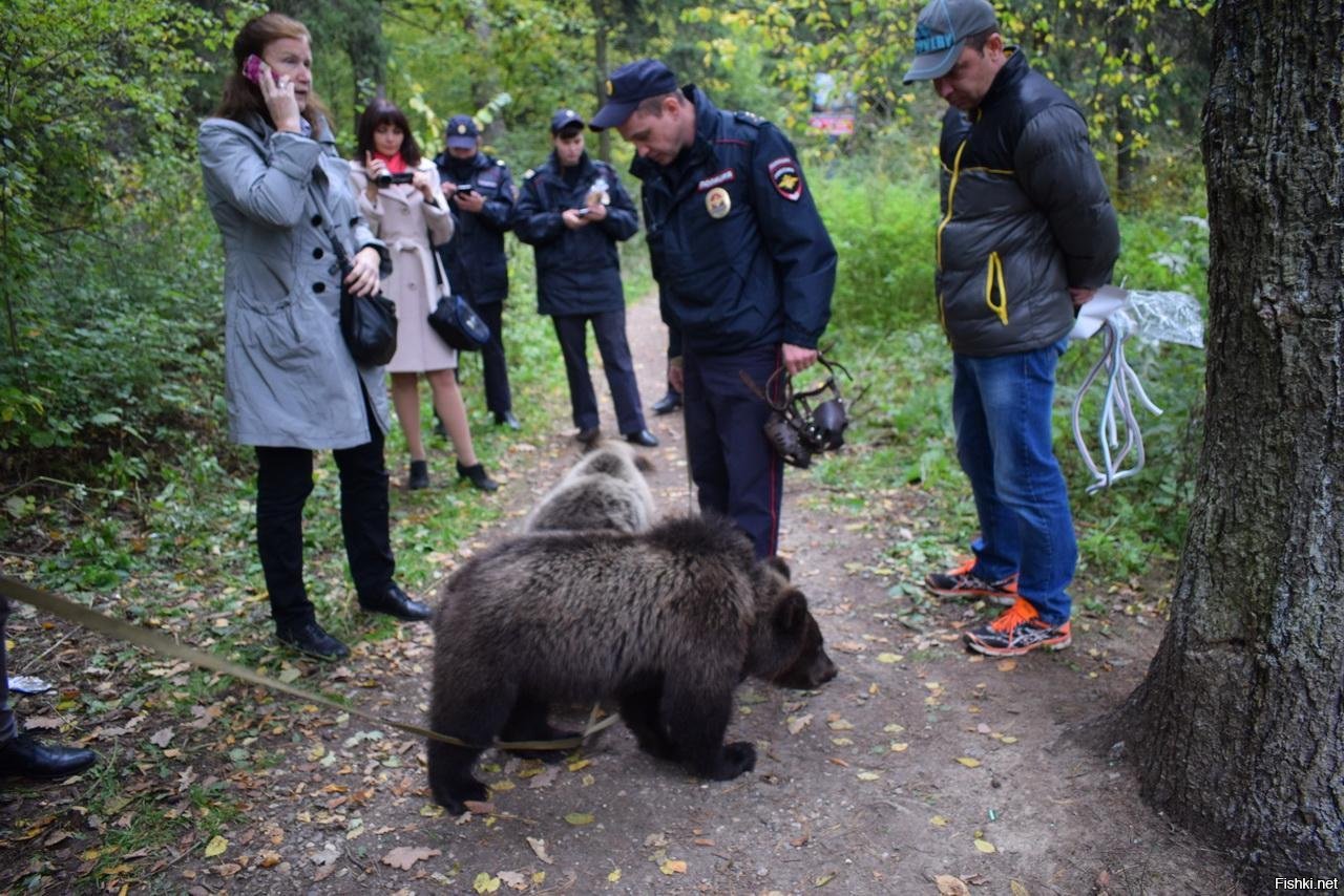 Что нашел медведь. Медведи в Одинцовском районе. Медвежья полиция. Медведь полицейский.