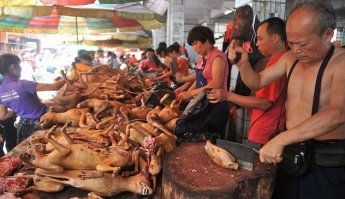 "Щенят мы показали ветеринарам в Корее"