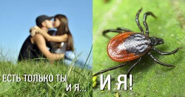 10 важных весенних фактов про клещей