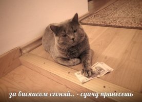 Субботний котопост