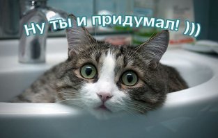 Субботний котопост
