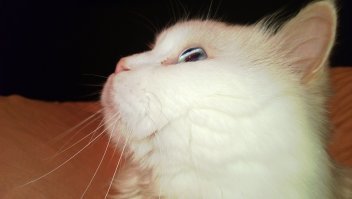 Наш разноглазый на два уха слышит: