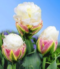 это "луковичные" тюльпаны.
через неделю лепестки опадут и цветы завянут. потому их выкопают, отделят луковицы от остатков стебелй, луковицы подсушат, расфасуют - и продадутпо всему миру. 10 луковиц среднего размера "среднего" сорта стоят в европе 2,5-3евр. какие-то особенные сорта стоят дороже, наверх границы нет.
к примеру "MyRedRose Tulpen 'Ice Cream " стоят на амазоне 4евро за луковку.   и это не самые дорогие...