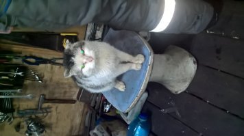 п.Вертикос . Местный абориген. Там и фоткал его.