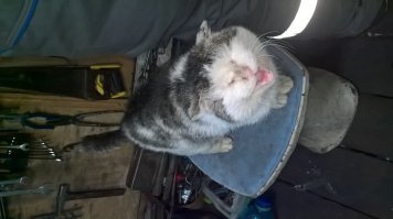 п.Вертикос . Местный абориген. Там и фоткал его.