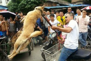 Корейцы собак "любят" особенно трепетно