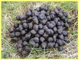 И напоследок, если не хотите ходить вот так, то забейте на все эти растительные диеты, питайтесь нормально.