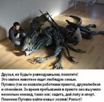 У нас украли собаку