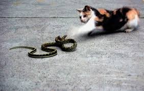 Уже. Знаменитый суп "бой тигра с драконом" из кошачьего и змеиного мяса 
Вот рецепт этого блюда:

Три змеи - 300 г
Сушеная мякоть лонгана - 10
Курица - 50 г
Мясо на кости бенгальской кошки - 500 г
Вытяжка из шиитаке - 50 г
Вытяжка из желудка болотной черепахи- l00 г
Яйца - 50 г
Вытяжка из грибов - 50 г
Стебли бамбука - 250 г
Белые хризантемы- 30 г
Лимонные листья - 10 г
Имбирь - 75 г
Соль- 7,5 г
Лук - 50 г
Перец - 0,3 г
Глутамат натрия - 6,5 г
Рисовая водка- 20 г
Tемный соевый соус - 5 г
Имбирное вино - 15 г
Ликер - 15 г
Бульон - 750 г
Крахмал - 30 г
Свиной жир - 250 г
Сушенная апельсиновая кожура - 0,8 г