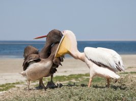 Молодой ещё, плохо летает, устал.