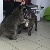 Интересно, что он псу такого сказал на ухо =)))))) Вид у собакена тот еще =)))