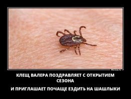 В СССР с клещами боролись, в Россиянии лишь предупреждают об опасности заражения болезнью Лайма (боррелиоз), клещевым энцефалитом, эрлихиозом и прочими радостями лета.
