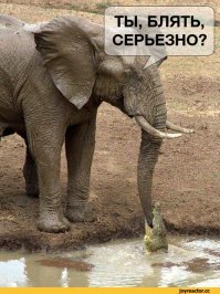 Слоники!