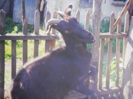 Это моей бабушки коза.Ночка звали (фото 18-летней давности).Причина,по которой к нам в сад боялись лазить за грушами,а так же виновница трещины моего ребра и порванных штанов.