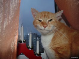 уже всех котов перетаскали с лампами...