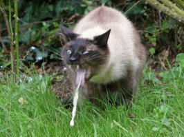 Миронов и Безруков у меня ни чего  другого не вызывают.