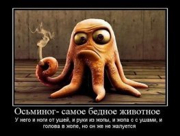 Октопус  MMS прислал только-что :)