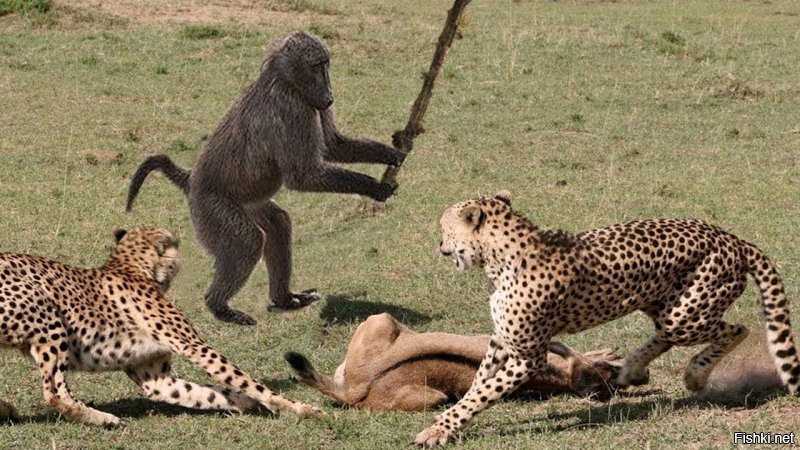 Схватка антилопы с гепардами и гиеной попала на видео